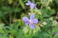 Geranium pratense, the meadow crane`s-bill meadow geranium blue flowers Royalty Free Stock Photo
