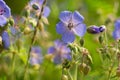 Geranium pratense,  meadow crane`s-bill blue flowers closeup selective focus Royalty Free Stock Photo