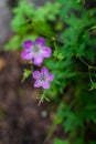 Geranium pratense, Meadow geranium, meadow crane`s-bill, five-petaled violet purple flower, field plant Royalty Free Stock Photo