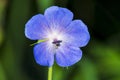 Geranium pratense,meadow cranesbill Royalty Free Stock Photo