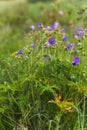 Geranium pratense, Meadow Cranesbill, meadow crane's bill, meadow geranium blue flower close-up against the background of the Royalty Free Stock Photo