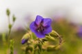 Geranium pratense, Meadow Cranesbill, meadow crane's bill, meadow geranium blue flower close-up against the background of the Royalty Free Stock Photo