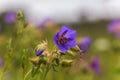 Geranium pratense, Meadow Cranesbill, meadow crane's bill, meadow geranium blue flower close-up against the background of the Royalty Free Stock Photo