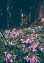 Geranium pratense (Meadow Cranesbill) Flowers lilac Royalty Free Stock Photo