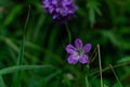 Geranium pratense, Meadow geranium, meadow crane`s-bill field plant, five-petaled violet purple flower growing among green grass Royalty Free Stock Photo