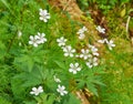 Geranium pratense Royalty Free Stock Photo