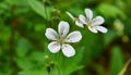 Geranium pratense Royalty Free Stock Photo