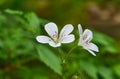 Geranium pratense