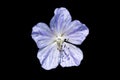 Geranium Pratense `Mrs Kendall Clark` isolated on a black background Royalty Free Stock Photo