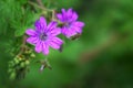 Geranium pratense - a purple field flower growing in the meadow Royalty Free Stock Photo