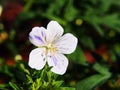 Geranium pratense `Splish-Splash`