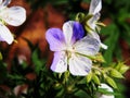 Geranium pratense `Splish-Splash` Royalty Free Stock Photo