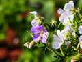 Geranium pratense `Splish-Splash` Royalty Free Stock Photo