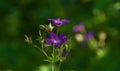 Geranium pratense, wild ultraviolet flowers on forest background Royalty Free Stock Photo
