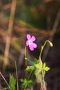 Geranium pratense flower in summer field blooming in August Royalty Free Stock Photo