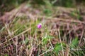 Geranium pratense wildflower Royalty Free Stock Photo