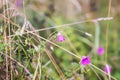 Geranium pratense wildflower Royalty Free Stock Photo