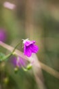 Geranium pratense wildflower in summer field blooming in August Royalty Free Stock Photo