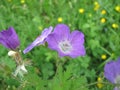 Geranium pretense: Blossom Collection, edible plants. Healing power on my menu. Royalty Free Stock Photo