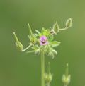 Geranium pusillum (small geranium) Royalty Free Stock Photo