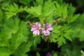 Geranium pyrenaicum Mountain Cranesbill flower Royalty Free Stock Photo