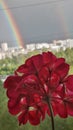 Geranium and rainbow over city Royalty Free Stock Photo