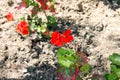 Geranium red bright flowers blooming on a sunny day Royalty Free Stock Photo