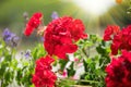 Geranium red flower. Beautiful geranium flowers blooming on a terrace, outside. Nature. Pelargonium. Geranium Peltatum Royalty Free Stock Photo