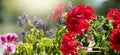 Geranium red flower. Beautiful geranium flowers blooming on a terrace, outside. Nature. Pelargonium. Geranium Peltatum Royalty Free Stock Photo