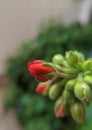 Geranium red flower Royalty Free Stock Photo