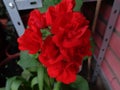 Geranium red flower Royalty Free Stock Photo