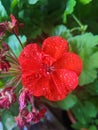 Geranium red flower with dewdrops Royalty Free Stock Photo
