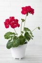geranium with red flowers in a white flower pot Royalty Free Stock Photo
