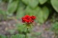 Pelargonium. Flowerbed. Garden plants. House plants