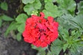 Pelargonium. Flowerbed. Garden plants. House plants