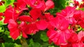 Geranium Red Pelargonium Zonal Geranium flowers chic garden and street flowers are popular for urban flowerbeds and home window po Royalty Free Stock Photo