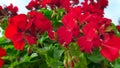 Geranium Red Pelargonium Zonal Geranium flowers chic garden and street flowers are popular for urban flowerbeds and home window po Royalty Free Stock Photo