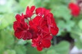 Geranium red 3336