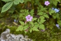 Geranium robertianum in bloom Royalty Free Stock Photo