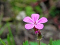 The close up of Geranium robertianum flower Royalty Free Stock Photo