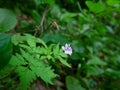 Geranium robertianum flowers Herb robert Royalty Free Stock Photo