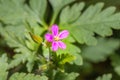 Geranium robertianum herb Robert Wild flowers during spring, Cape Town Royalty Free Stock Photo