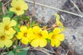 Geranium robertianum herb Robert Wild flowers during spring, Cape Town Royalty Free Stock Photo