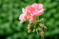 Geranium rosa - Pelargonien - with raindrops - close-up Royalty Free Stock Photo