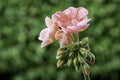 Geranium rosa - Pelargonien - with raindrops - close-up Royalty Free Stock Photo