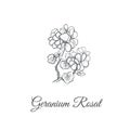 Geranium Rosat Sketch hand drawing.