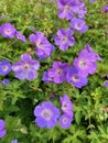 Geranium Rozanne flowers in close up.