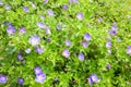 Geranium Rozanne flowers in Voorschoten, Netherlands. Royalty Free Stock Photo