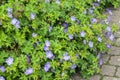 Geranium Rozanne `Gerwa`t