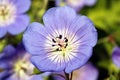 Geranium Rozanne 'Gerwat'